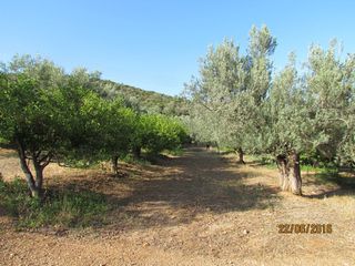 Αγροτεμάχια 16.400 τ.μ. για πώληση, Αργολίδα, Λέρνα-thumb-17