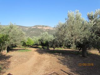 Αγροτεμάχια 16.400 τ.μ. για πώληση, Αργολίδα, Λέρνα-thumb-3