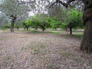 Αγροτεμάχια 16.400 τ.μ. για πώληση, Αργολίδα, Λέρνα-thumb-9