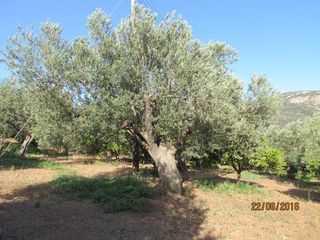 Αγροτεμάχια 16.400 τ.μ. για πώληση, Αργολίδα, Λέρνα-thumb-15