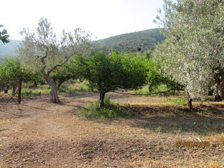 Αγροτεμάχια 16.400 τ.μ. για πώληση, Αργολίδα, Λέρνα-thumb-1