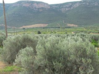 Αγροτεμάχια 16.400 τ.μ. για πώληση, Αργολίδα, Λέρνα-thumb-12