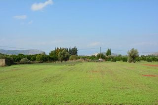 Αγροτεμάχια 4.600 τ.μ. για πώληση, Αργολίδα, Νέα Τίρυνθα-thumb-4