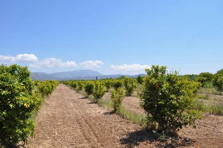 Αγροτεμάχια 10.347,19τ.μ. για πώληση-Άργος