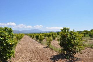 Αγροτεμάχια 10.347,19 τ.μ. για πώληση
