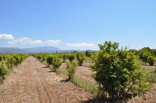 Αγροτεμάχια 10.347,19 τ.μ. για πώληση, Αργολίδα, Άργος-thumb-17
