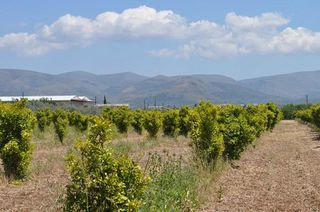 Αγροτεμάχια 10.347,19 τ.μ. για πώληση, Αργολίδα, Άργος-thumb-4