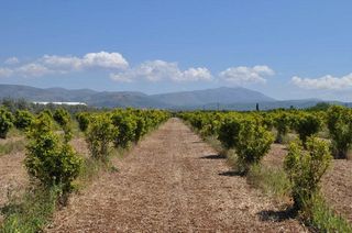 Αγροτεμάχια 10.347,19 τ.μ. για πώληση, Αργολίδα, Άργος-thumb-16