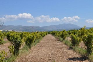 Αγροτεμάχια 10.347,19 τ.μ. για πώληση, Αργολίδα, Άργος-thumb-5