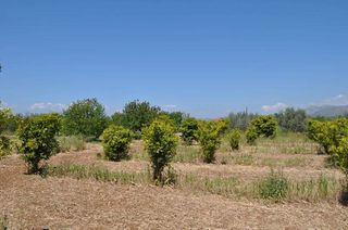 Αγροτεμάχια 10.347,19 τ.μ. για πώληση, Αργολίδα, Άργος-thumb-9