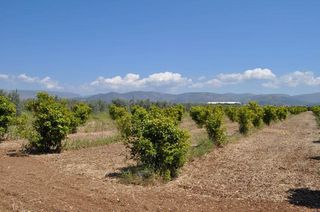 Αγροτεμάχια 10.347,19 τ.μ. για πώληση, Αργολίδα, Άργος-thumb-15
