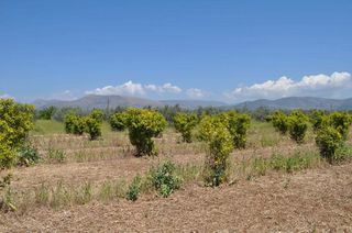 Αγροτεμάχια 10.347,19 τ.μ. για πώληση, Αργολίδα, Άργος-thumb-11
