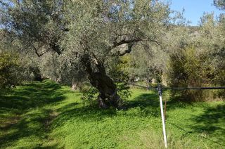 Αγροτεμάχια 2.900 τ.μ. για πώληση, Αργολίδα, Λέρνα-thumb-11