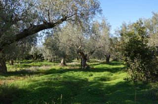 Αγροτεμάχια 2.900 τ.μ. για πώληση, Αργολίδα, Λέρνα-thumb-6
