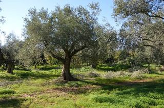 Αγροτεμάχια 2.900 τ.μ. για πώληση, Αργολίδα, Λέρνα-thumb-22