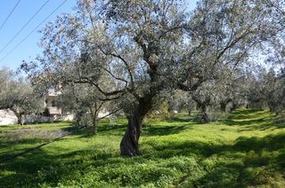 Αγροτεμάχια 2.900 τ.μ. για πώληση, Αργολίδα, Λέρνα-thumb-3