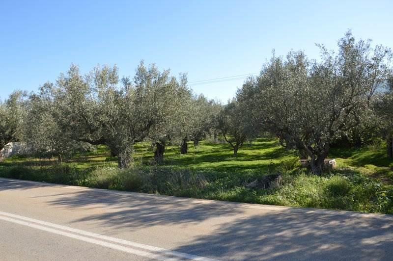 Αγροτεμάχια 2.900 τ.μ. για πώληση, Αργολίδα, Λέρνα