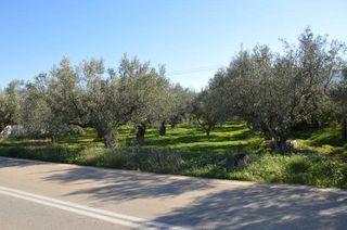 Αγροτεμάχια 2.900 τ.μ. για πώληση