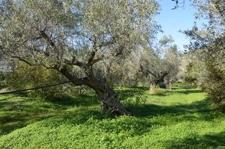 Αγροτεμάχια 2.900 τ.μ. για πώληση, Αργολίδα, Λέρνα-thumb-18