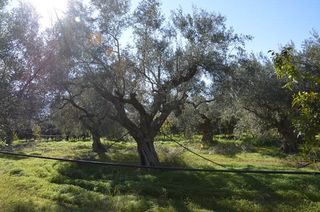 Αγροτεμάχια 2.900 τ.μ. για πώληση, Αργολίδα, Λέρνα-thumb-12