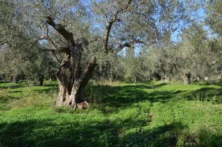 Αγροτεμάχια 2.900 τ.μ. για πώληση, Αργολίδα, Λέρνα-thumb-15