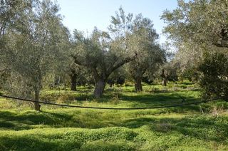 Αγροτεμάχια 2.900 τ.μ. για πώληση, Αργολίδα, Λέρνα-thumb-16