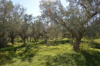 Αγροτεμάχια 2.900 τ.μ. για πώληση, Αργολίδα, Λέρνα-thumb-17