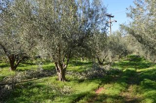 Αγροτεμάχια 2.900 τ.μ. για πώληση, Αργολίδα, Λέρνα-thumb-20