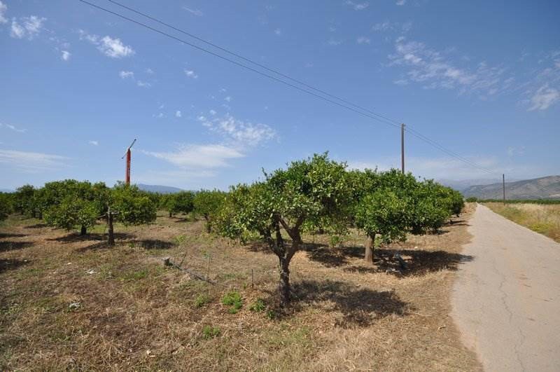 Αγροτεμάχια 15.000 τ.μ. προς πώληση, Κέντρο Νέας Κίου