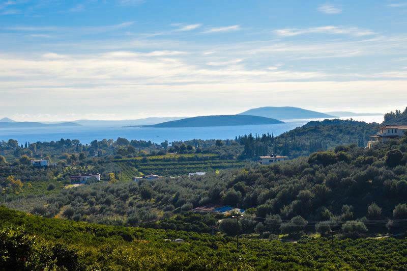 Αγροτεμάχια 5.200 τ.μ. προς πώληση, Κέντρο Ασίνης