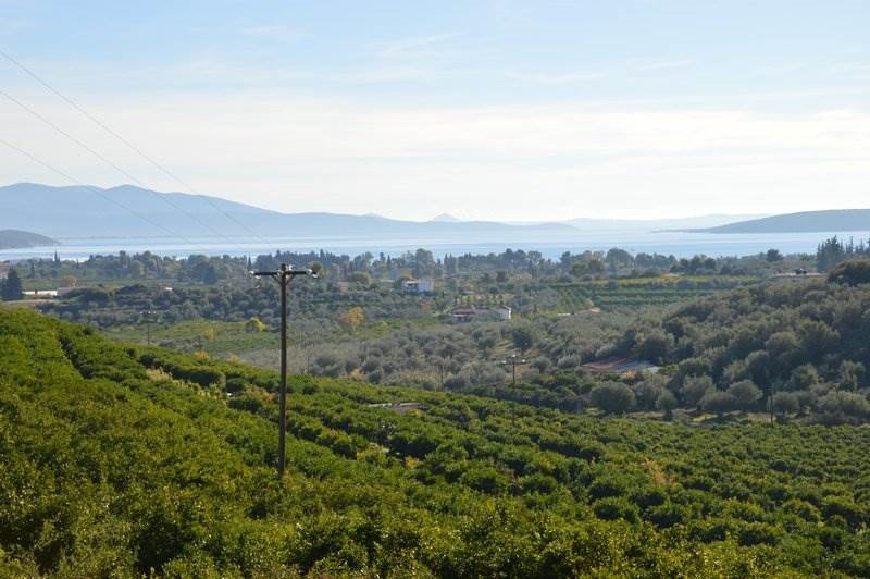 Αγροτεμάχια 5.200 τ.μ. προς πώληση, Κέντρο Ασίνης