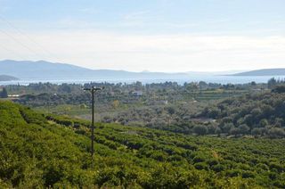 Αγροτεμάχια 5.200 τ.μ. για πώληση, Αργολίδα, Ασίνη-thumb-3