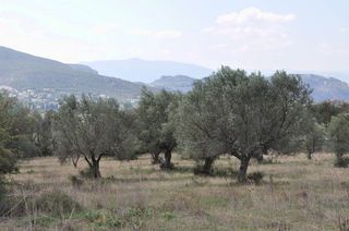 Αγροτεμάχια 19.000 τ.μ. για πώληση, Αργολίδα, Ναύπλιο-thumb-8