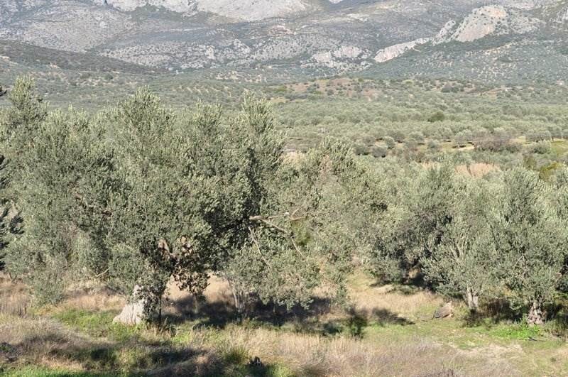 Αγροτεμάχια 21.500 τ.μ. προς πώληση, Μετόχι Ασκληπιείου