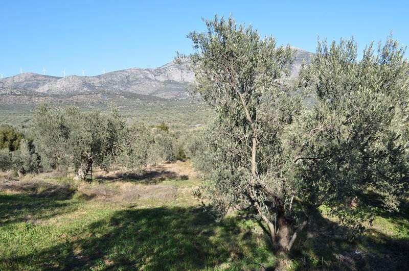 Αγροτεμάχια 21.500 τ.μ. προς πώληση, Μετόχι Ασκληπιείου