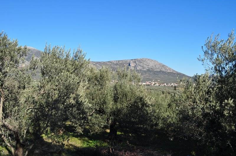 Αγροτεμάχια 21.500 τ.μ. προς πώληση, Μετόχι Ασκληπιείου