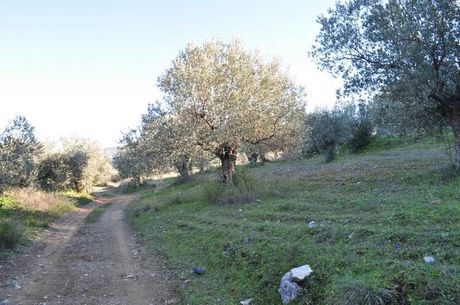 Αγροτεμάχια 21.500τ.μ. για πώληση-Ασκληπιείο