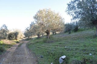 Αγροτεμάχια 21.500 τ.μ. για πώληση