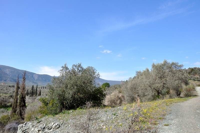 Αγροτεμάχια 12.000 τ.μ. προς πώληση, Νέα Επίδαυρος