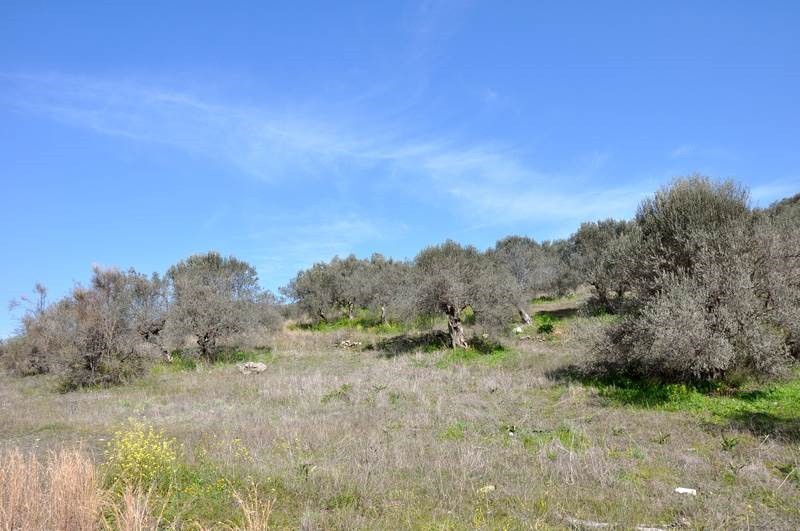Αγροτεμάχια 12.000 τ.μ. προς πώληση, Νέα Επίδαυρος