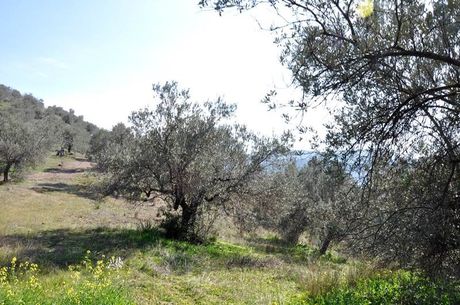 Αγροτεμάχια 12.000 τ.μ. προς πώληση