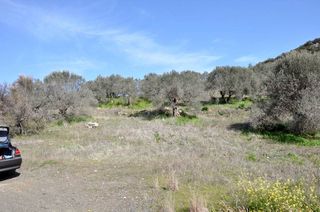 Αγροτεμάχια 12.000 τ.μ. για πώληση