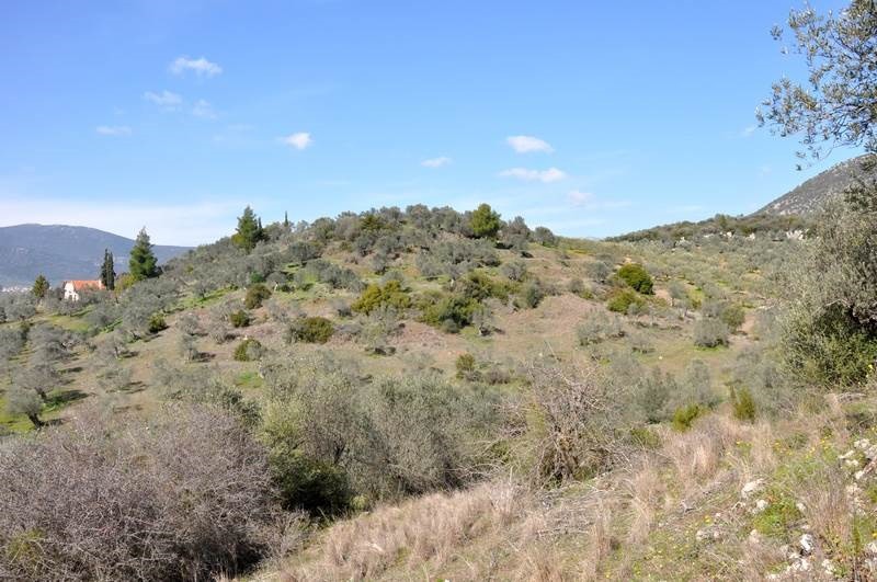 Αγροτεμάχια 12.000 τ.μ. προς πώληση, Νέα Επίδαυρος