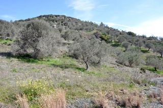 Αγροτεμάχια 12.000 τ.μ. για πώληση