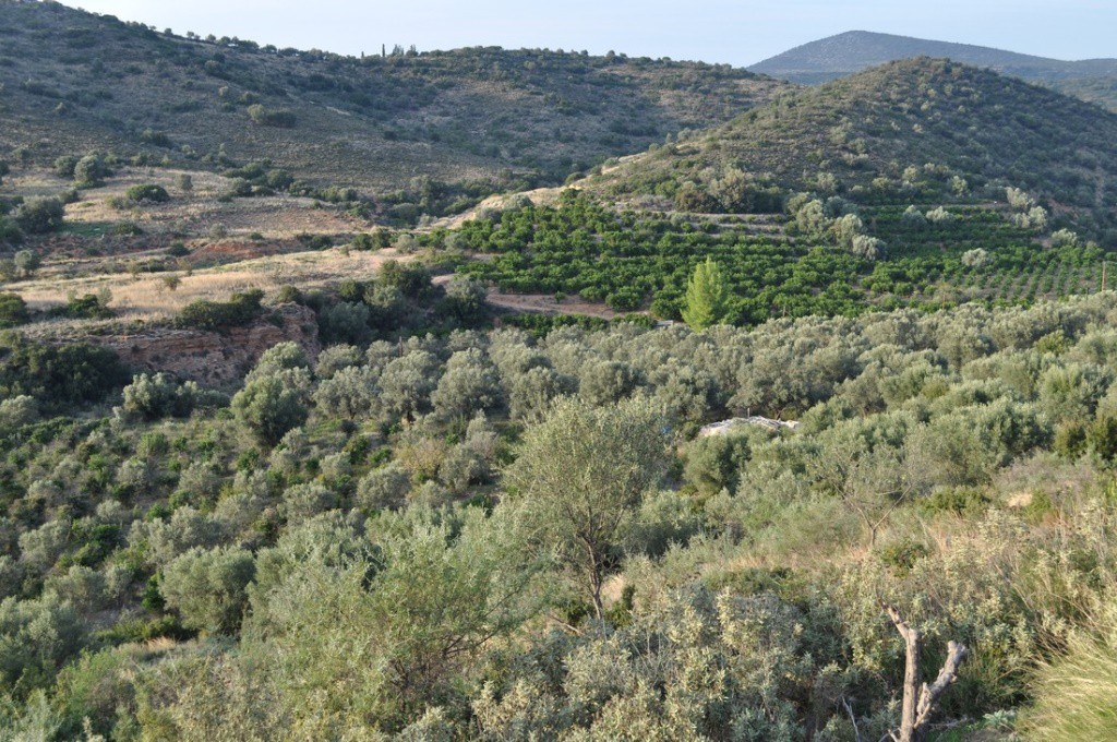 Αγροτεμάχια 6.300 τ.μ. προς πώληση, Λευκάκια