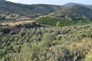 Αγροτεμάχια 6.300 τ.μ. για πώληση, Αργολίδα, Ναύπλιο-thumb-4