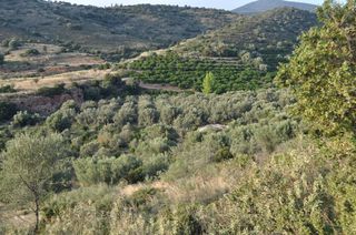 Αγροτεμάχια 6.300 τ.μ. για πώληση, Αργολίδα, Ναύπλιο-thumb-7