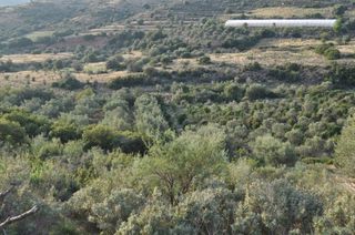 Αγροτεμάχια 6.300 τ.μ. για πώληση, Αργολίδα, Ναύπλιο-thumb-6