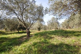 Αγροτεμάχια 9.850 τ.μ. για πώληση, Αργολίδα, Επίδαυρος-thumb-7