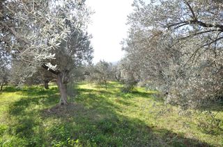 Αγροτεμάχια 9.850 τ.μ. για πώληση, Αργολίδα, Επίδαυρος-thumb-3